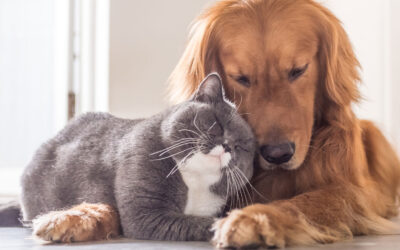 Home Vet Visits & Pet Ambulance