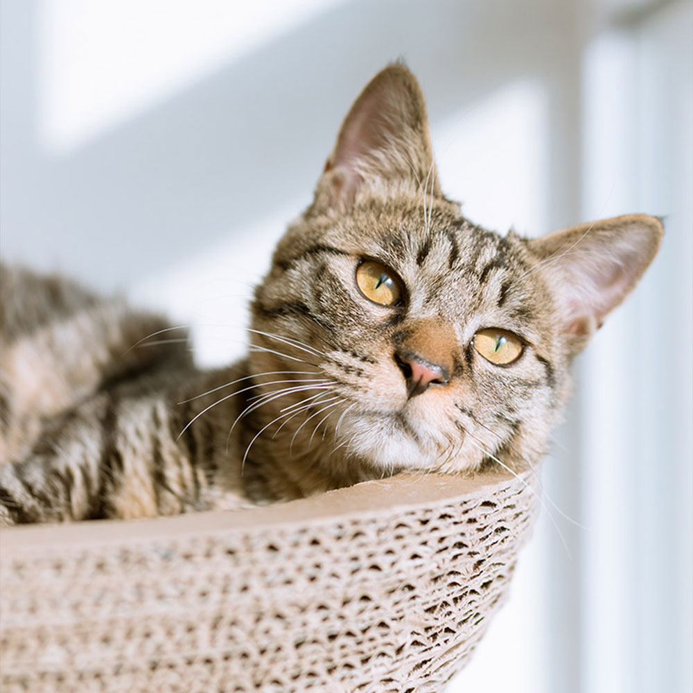 Charlestown Vet Clinic - Frequently Asked Questions