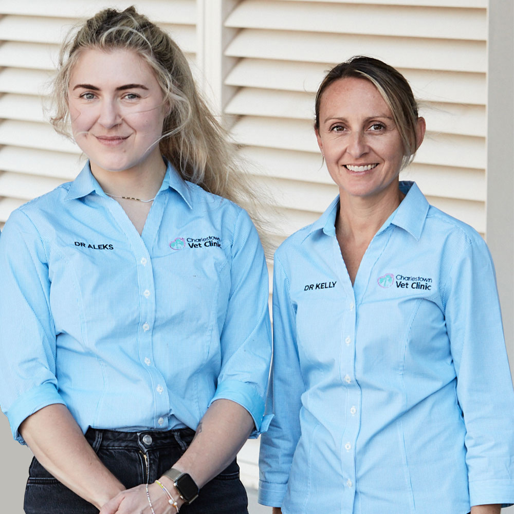 Charlestown Vet Clinic - Vet Team 