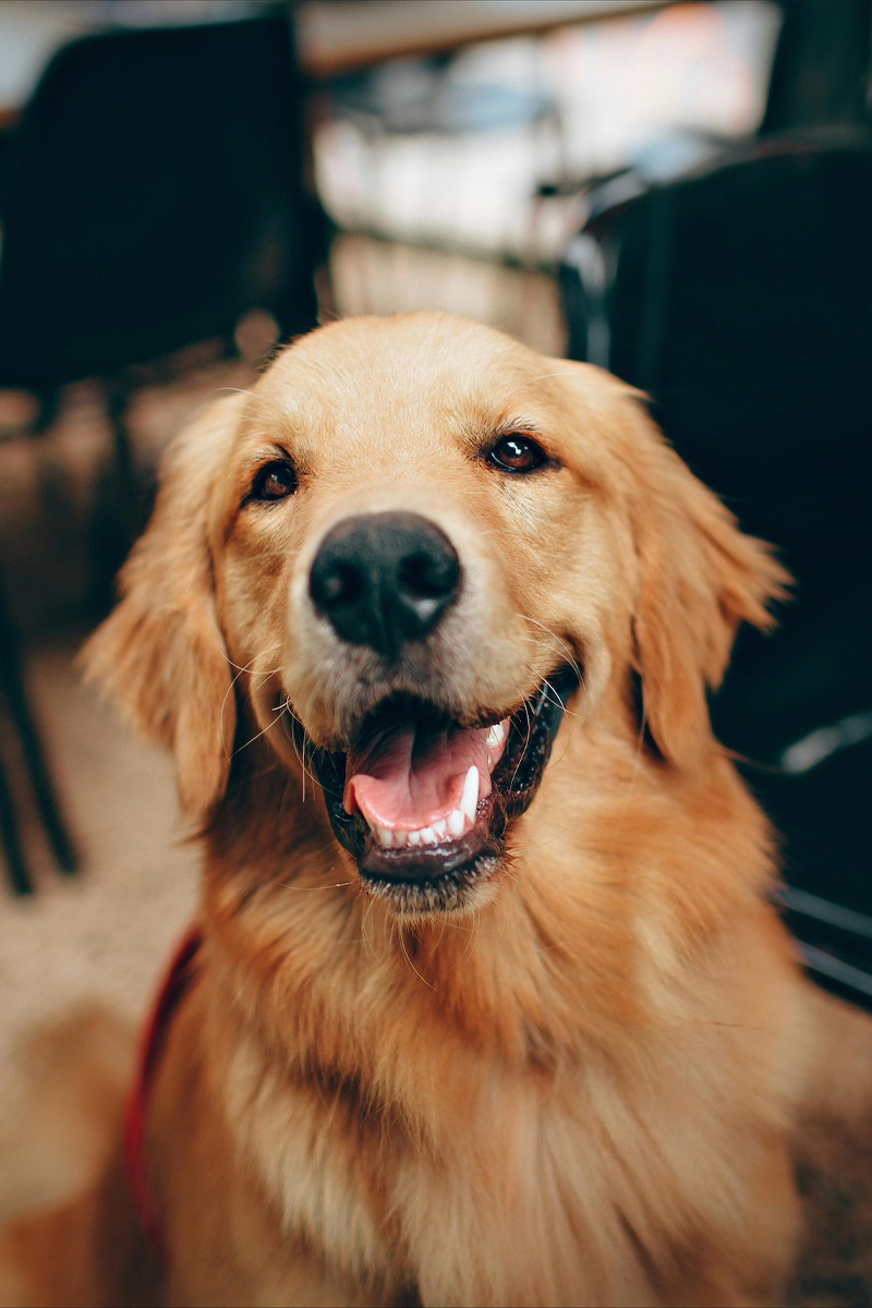 Charlestown Vet - Pet Dentistry