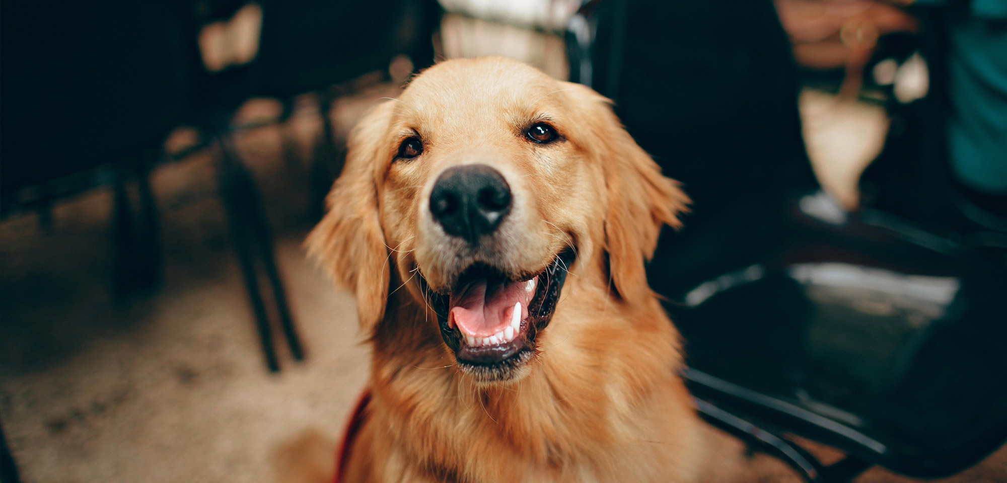 Charlestown Vet Clinic
