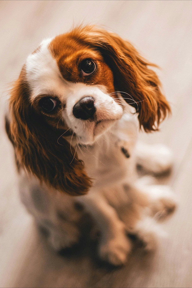 Charlestown Vet - Veterinary Medicine