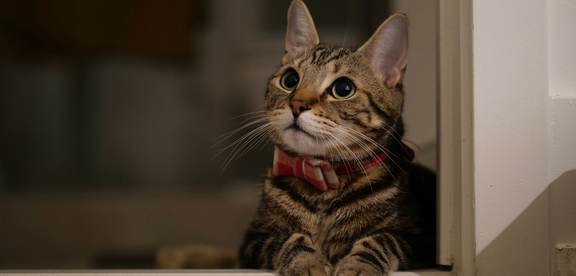 Charlestown Vet Clinic